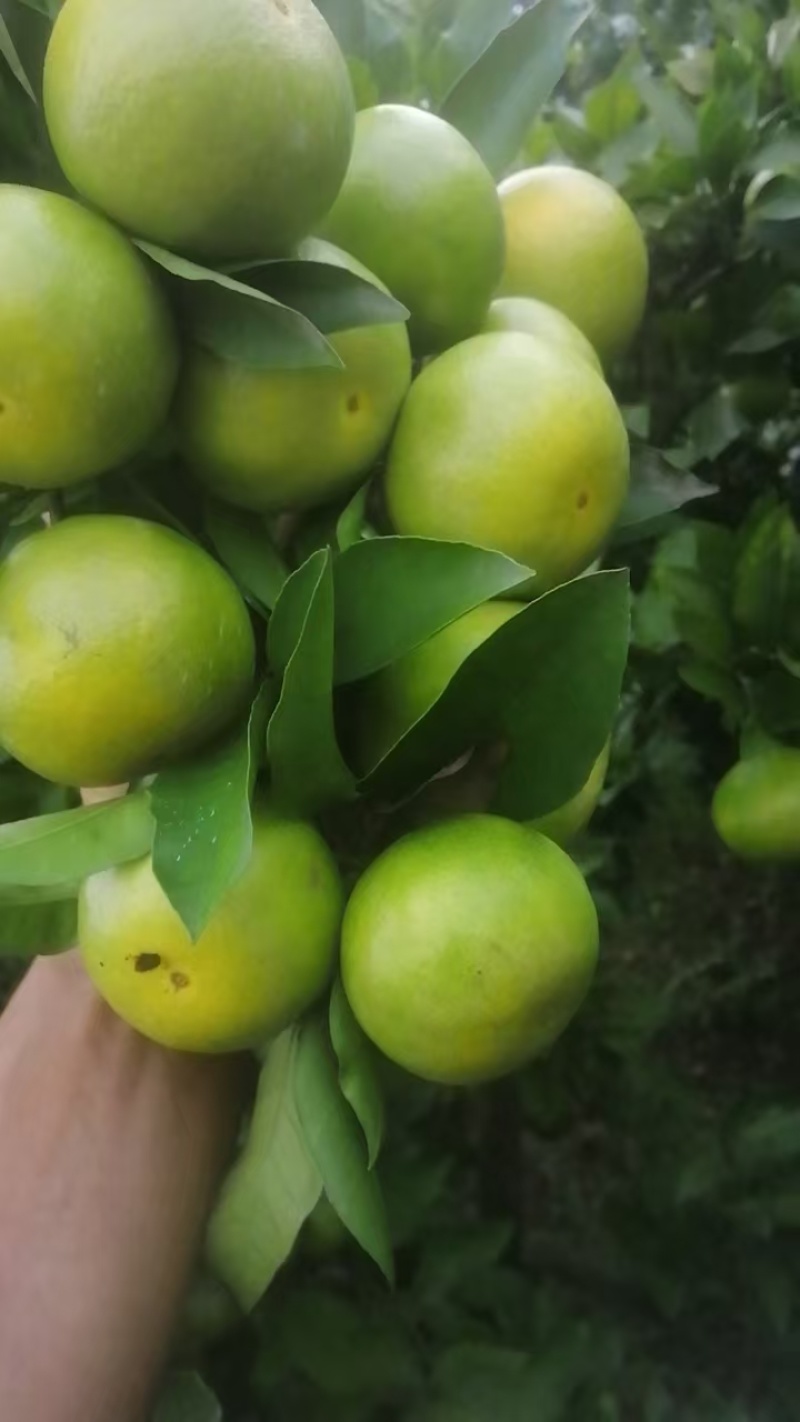 四川精品蜜橘成熟了，自家种的，品质保证，量大从优