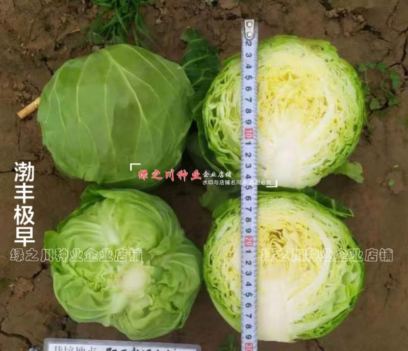 特早熟圆包菜种子渤丰极早绿叶甜脆黄心甘蓝种子圆球形甘兰菜