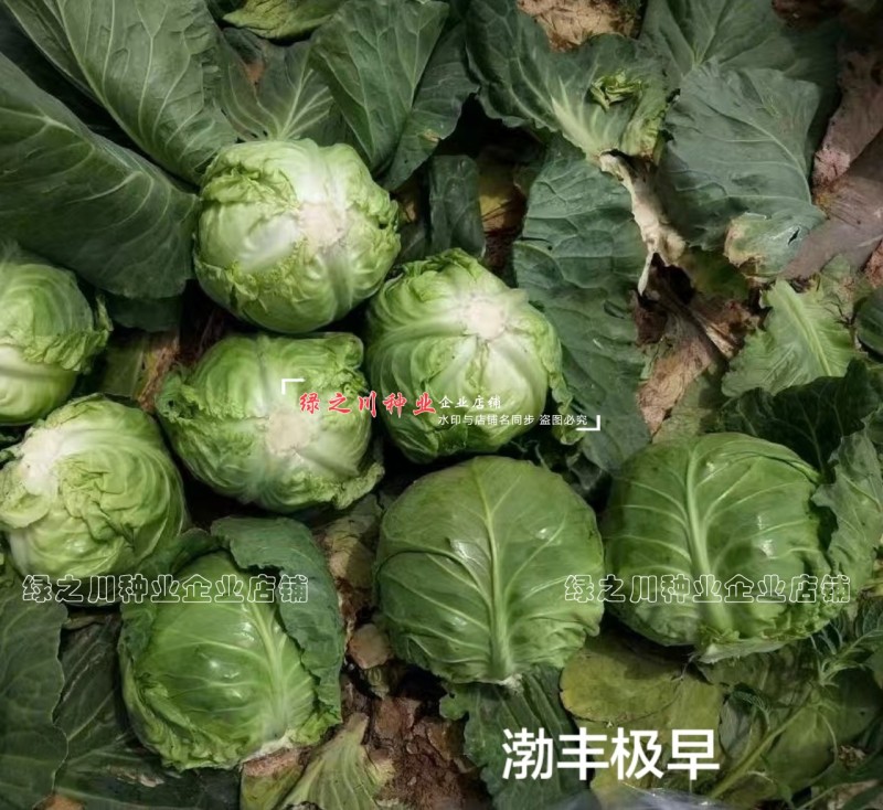 特早熟圆包菜种子渤丰极早绿叶甜脆黄心甘蓝种子圆球形甘兰菜