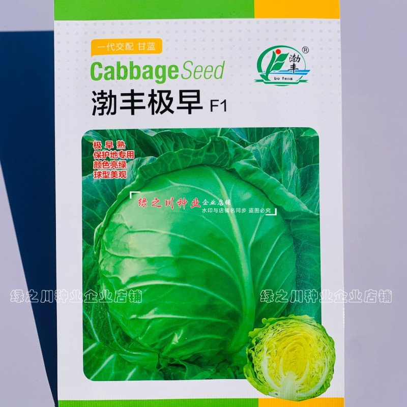 特早熟圆包菜种子渤丰极早绿叶甜脆黄心甘蓝种子圆球形甘兰菜