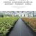 农用抗老化防草布除草布园艺地布盖草黑色果树果园大棚透气保