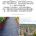 农用抗老化防草布除草布园艺地布盖草黑色果树果园大棚透气保