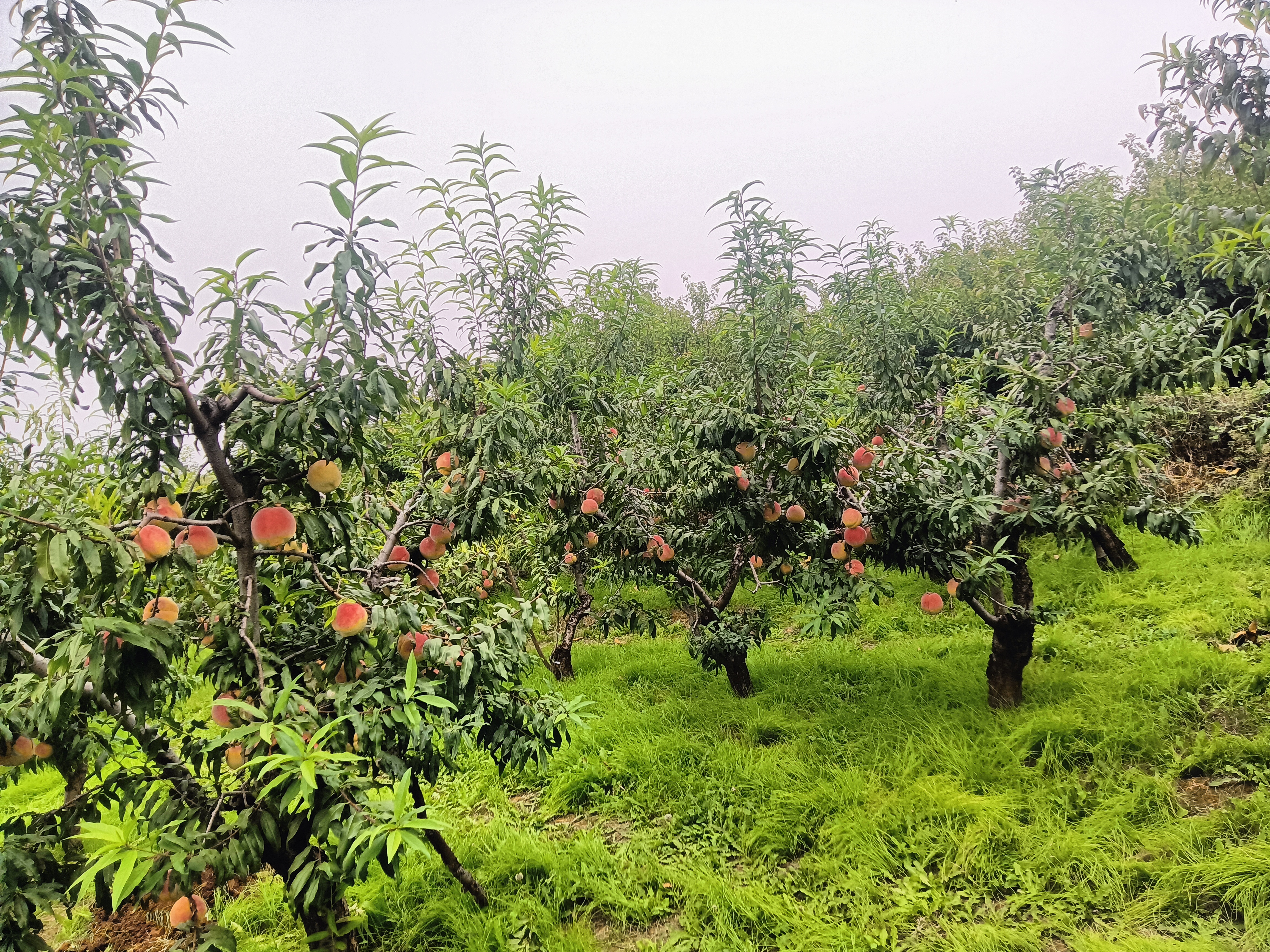 中华寿桃果园全景
