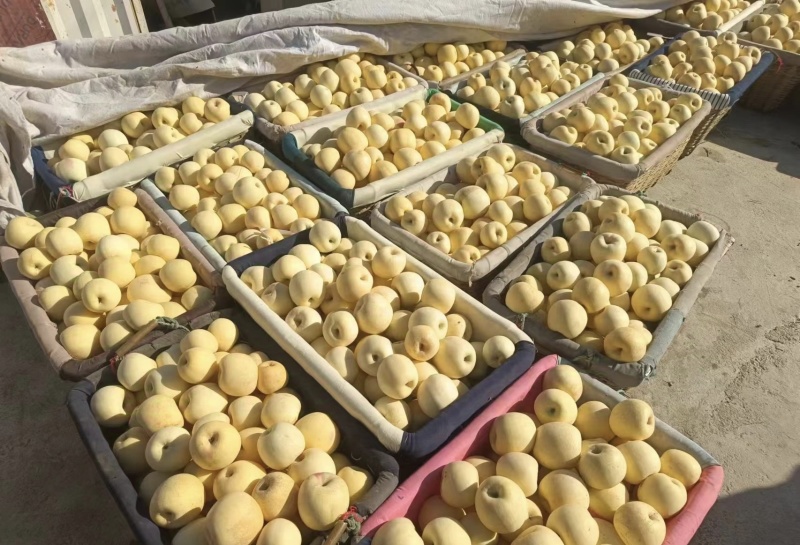黄金奶油富士苹果丨维纳斯苹果丨产地一手货源丨量大从优