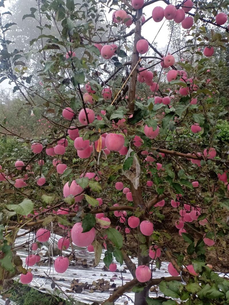 天水高山冰糖心红富士苹果，大量上市，