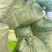 箫山六月半毛豆打米豆，电商货，包质量，大量有货