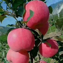 天水高山冰糖心红富士苹果，大量上市，
