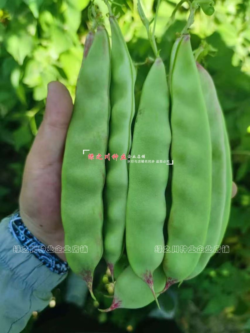 东北超霸红将军油豆种子四季架豆种籽大号高产北方一点红油豆