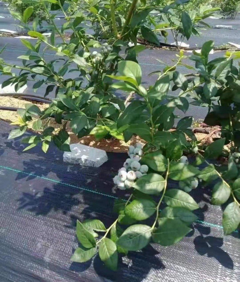 农用加厚耐用抗老化防草布园艺地布遮盖草黑色膜果树园透气保