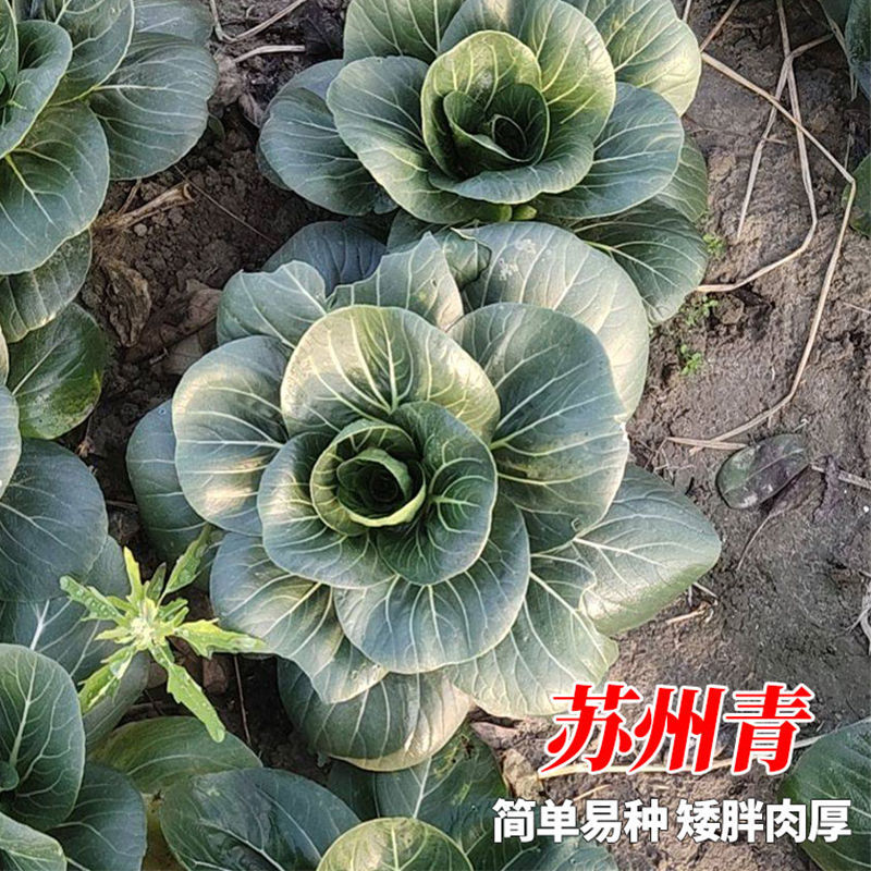德高苏珊娜青菜种子耐寒越冬青梗菜种子墨绿色青菜矮脚黑叶蔬