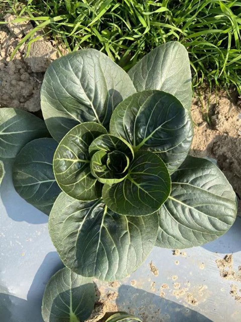 德高苏珊娜青菜种子耐寒越冬青梗菜种子墨绿色青菜矮脚黑叶蔬