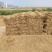 稻草基地直发品质保障对接全国量大优惠视频看货