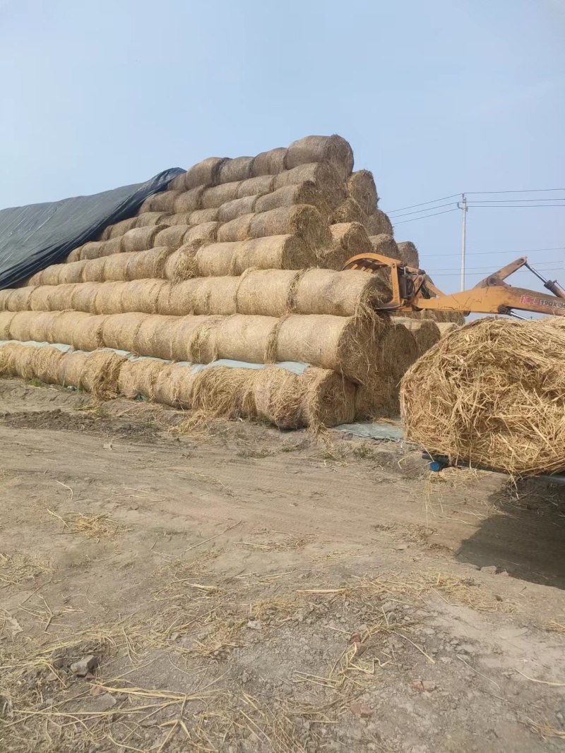稻草基地直发品质保障对接全国量大优惠视频看货