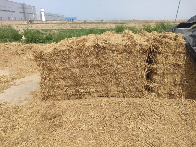 稻草基地直发品质保障对接全国量大优惠视频看货