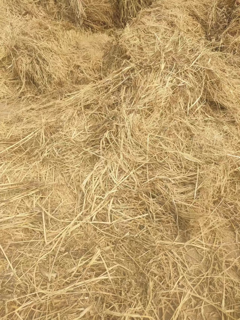 稻草基地直发品质保障对接全国量大优惠视频看货