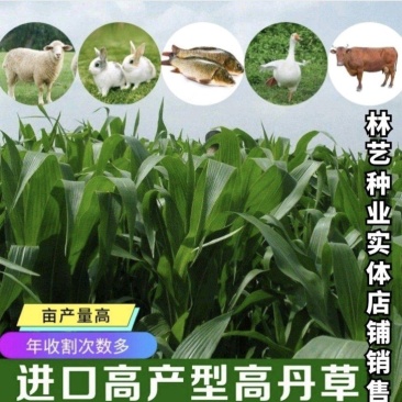牧草高丹草种子糖王养殖猪牛羊草草种籽鸡鸭鹅鱼草种籽子