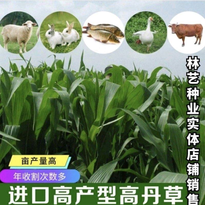 牧草高丹草种子糖王养殖猪牛羊草草种籽鸡鸭鹅鱼草种籽子