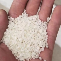 珍珠米
