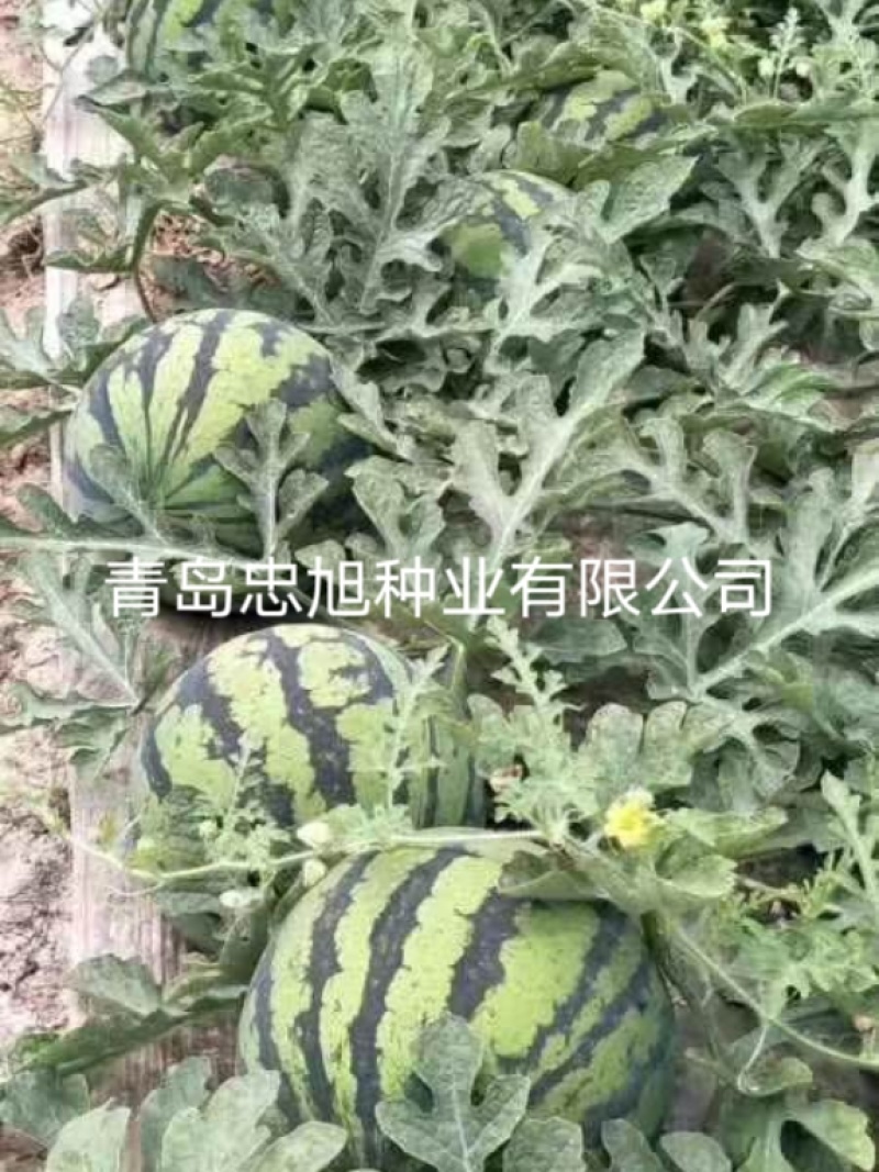 野生西瓜籽嫁接西瓜专用砧木种子一市斤三千六百粒抗病西瓜甜