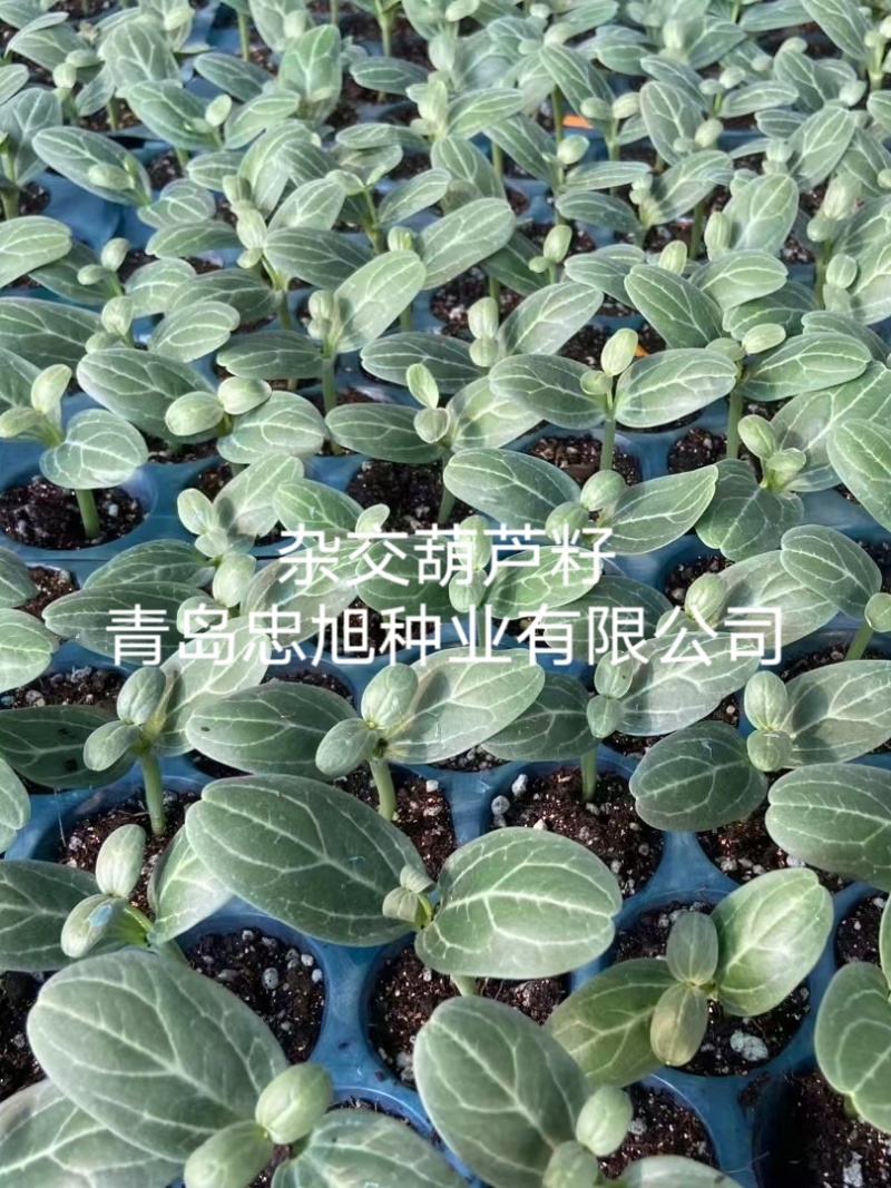 野生西瓜籽嫁接西瓜专用砧木种子一市斤三千六百粒抗病西瓜甜