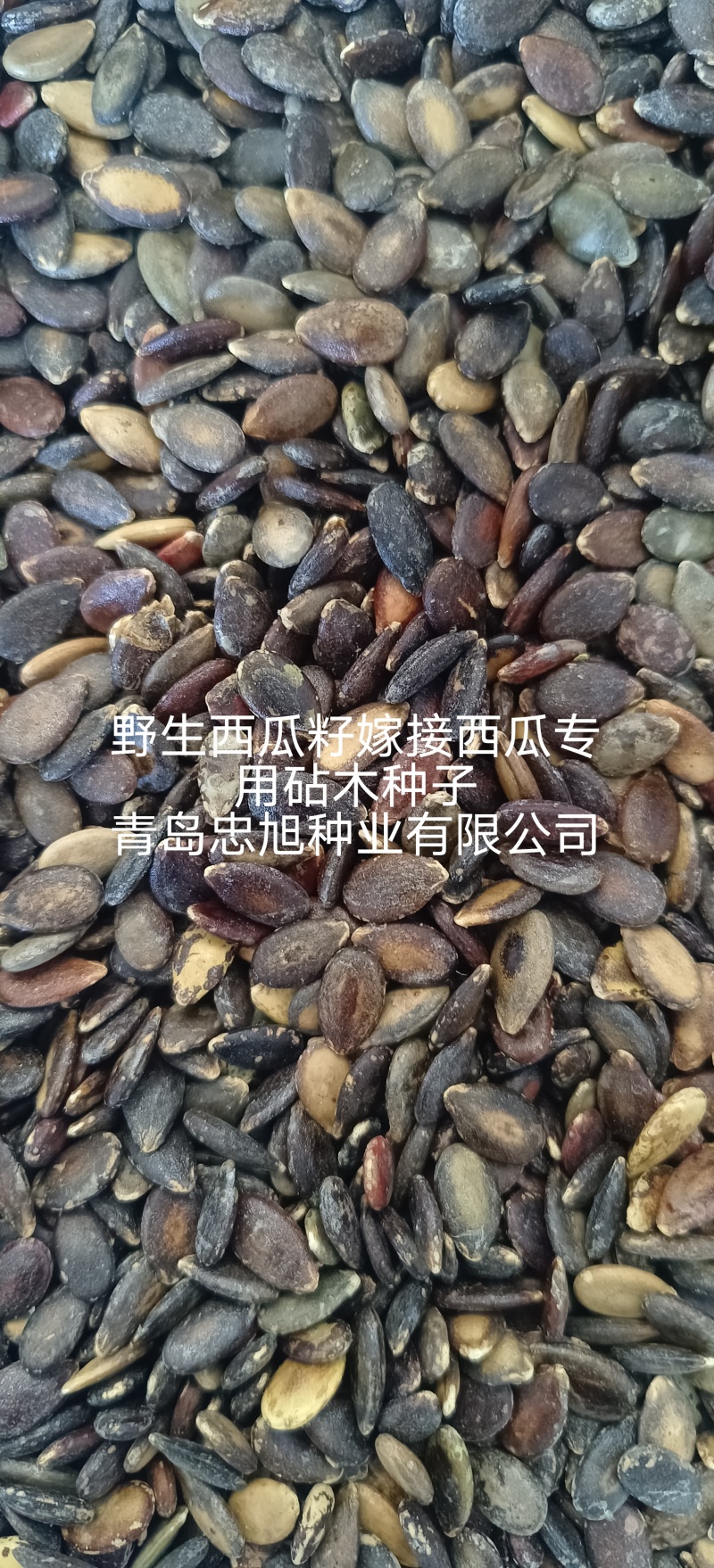 野生西瓜籽嫁接西瓜专用砧木种子一市斤三千六百粒抗病西瓜甜