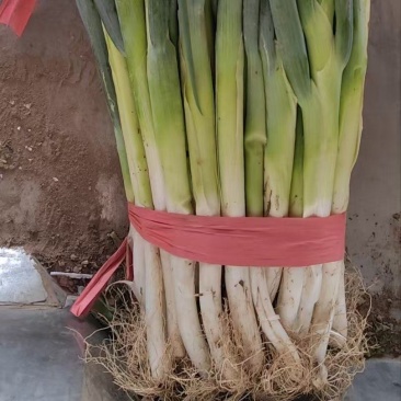 大葱