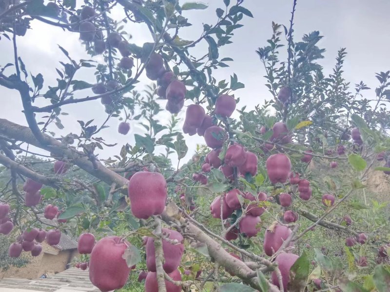 花牛苹果产地直发，诚信经营，欢迎客商来电