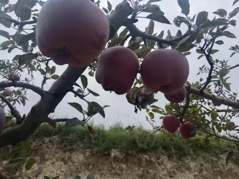 花牛苹果产地直发，诚信经营，欢迎客商来电