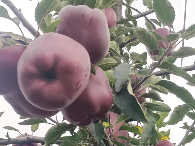 花牛苹果产地直发，诚信经营，欢迎客商来电
