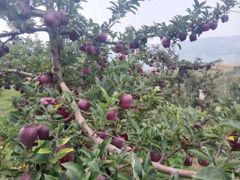 花牛苹果产地直发，诚信经营，欢迎客商来电