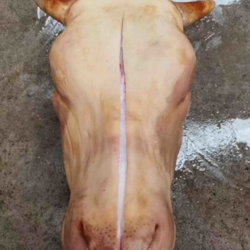 火燎带口条牛头