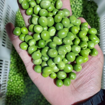 新鲜手剥豌豆粒