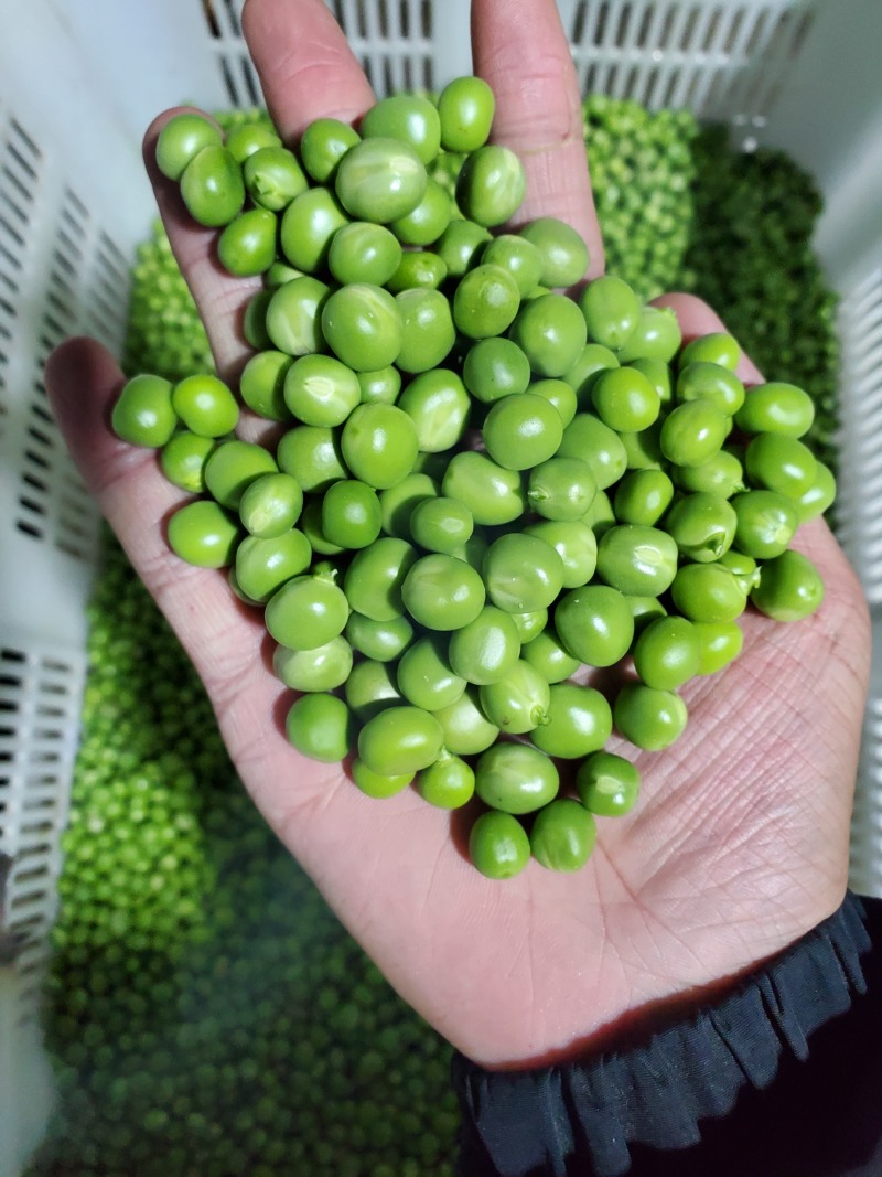 新鲜手剥豌豆粒