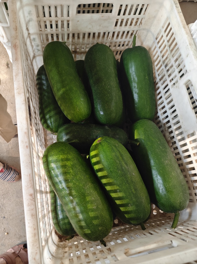 本地小冬瓜大量上市中欢迎采购