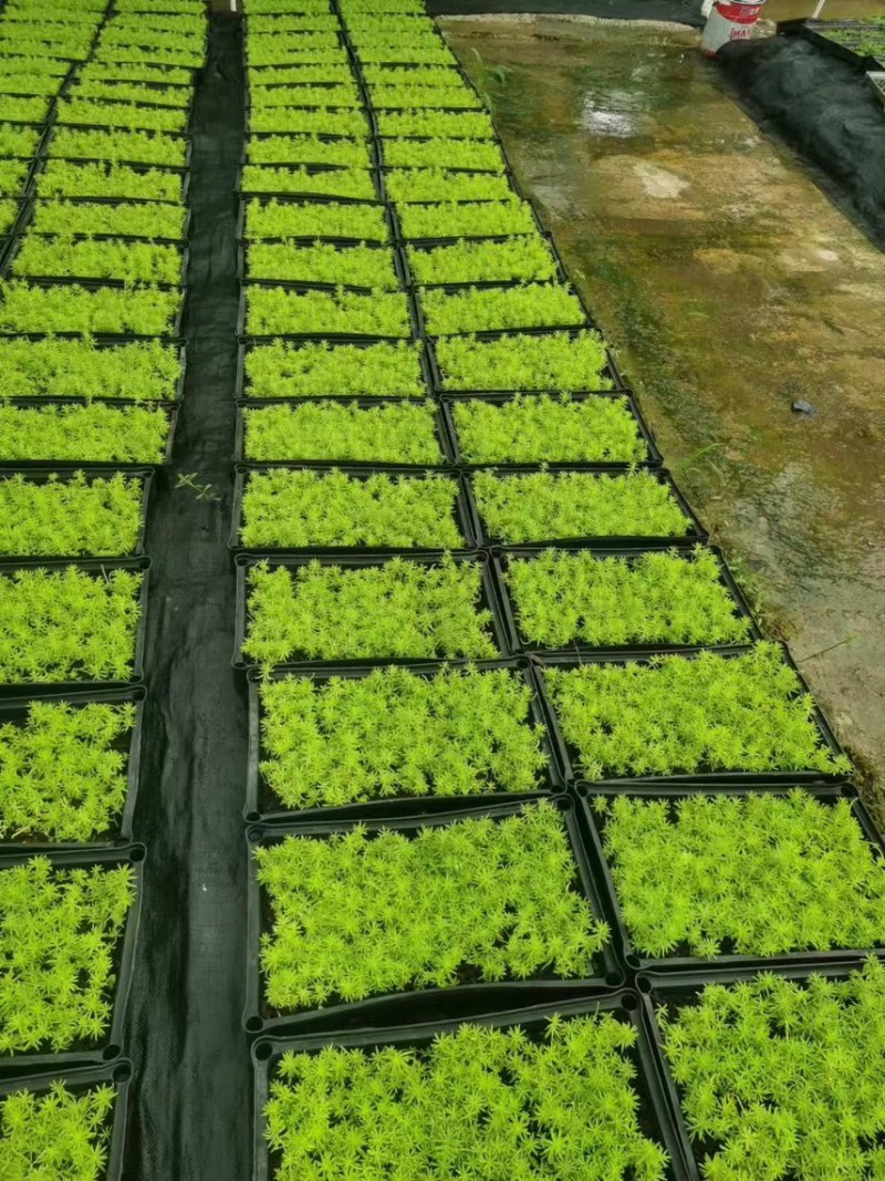 佛甲草。。。。。。。。。。。。。。。。。。。。。。