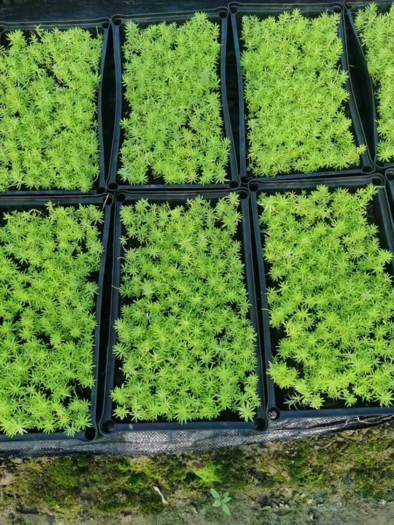 佛甲草。。。。。。。。。。。。。。。。。。。。。。