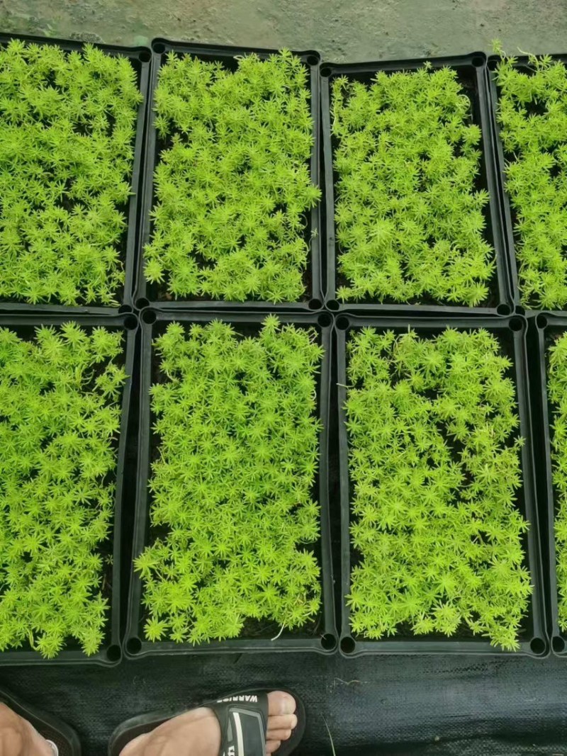 佛甲草。。。。。。。。。。。。。。。。。。。。。。