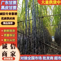 《实力商家》韶关黑皮甘蔗脆甜汁多市场电商欢迎订购全国发货