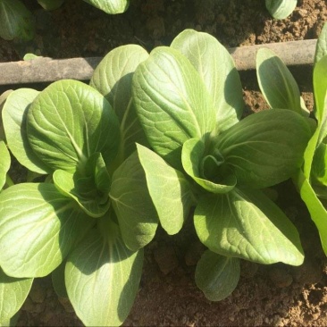九七青骑士青梗菜种子种籽四季小白菜青菜油菜上海青蔬菜种孑