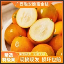 广西融安脆蜜金桔产地直发保质保量对接全国量大从优
