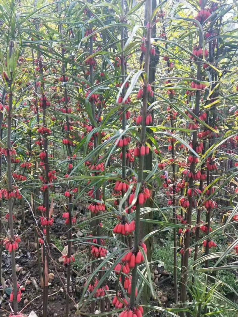 优质云南滇黄精种子（红花黄花绿化）多花不倒苗川黄精种子