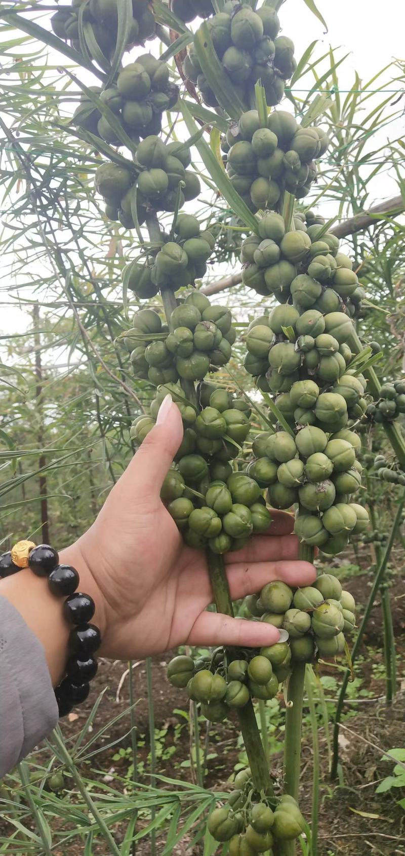 优质云南滇黄精种子（红花黄花绿化）多花不倒苗川黄精种子