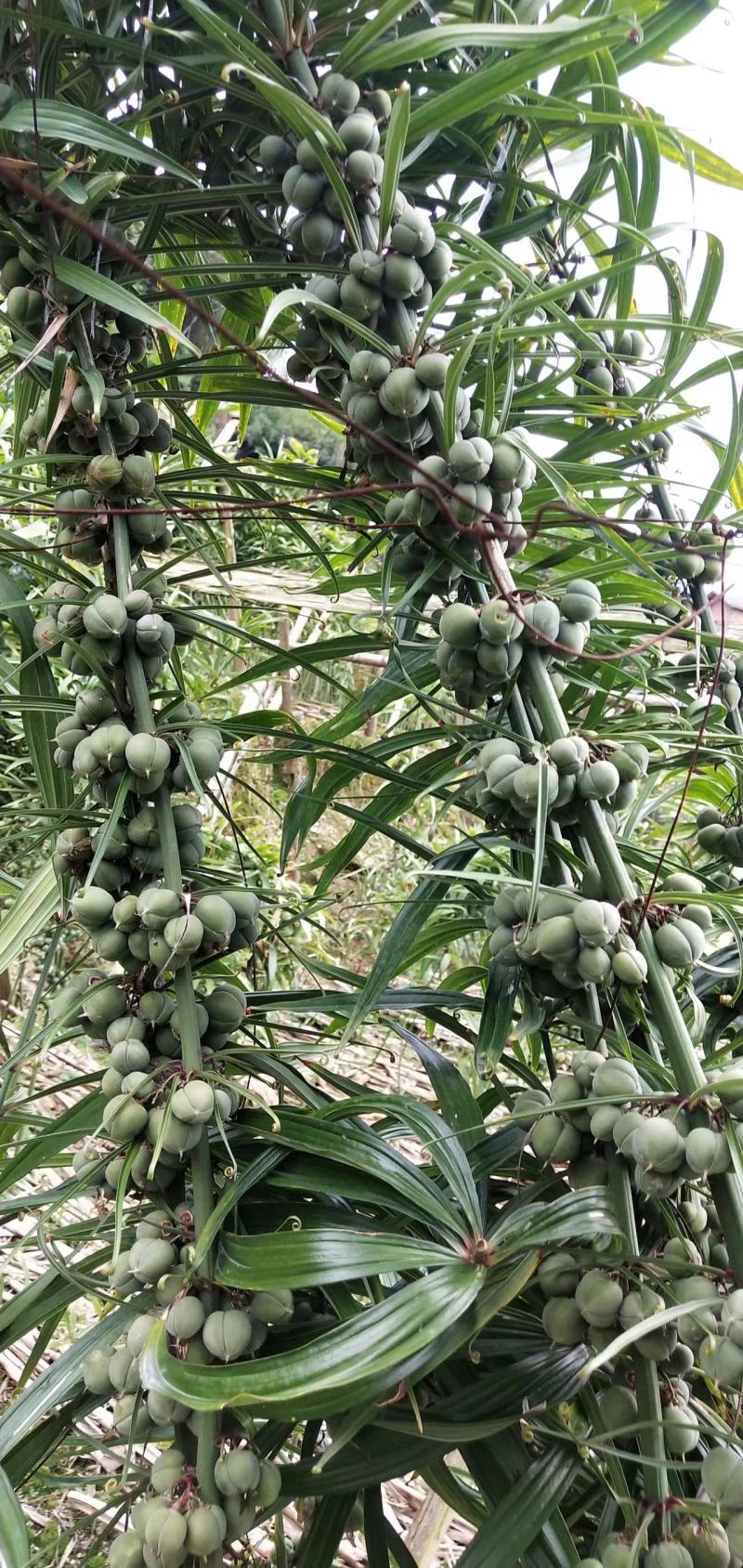 优质云南滇黄精种子（红花黄花绿化）多花不倒苗川黄精种子