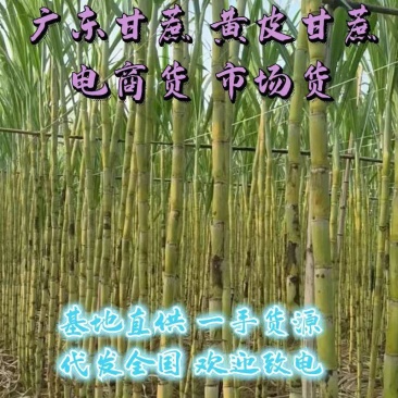 《实力商家》韶关黄金甘蔗脆甜汁多诚信经营全国发货有回程车