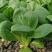 九七青骑士青梗菜种子种籽四季小白菜青菜油菜上海青蔬菜种孑