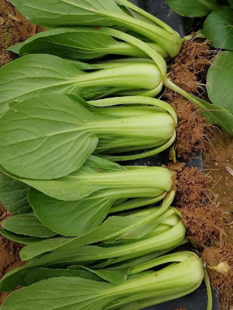 九七青骑士青梗菜种子种籽四季小白菜青菜油菜上海青蔬菜种孑