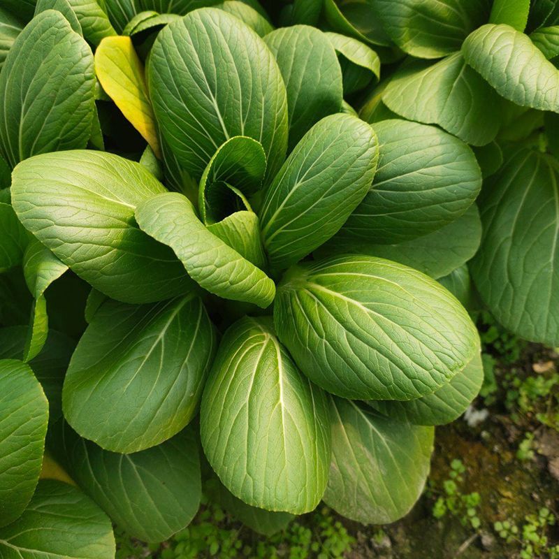 九七青骑士青梗菜种子种籽四季小白菜青菜油菜上海青蔬菜种孑