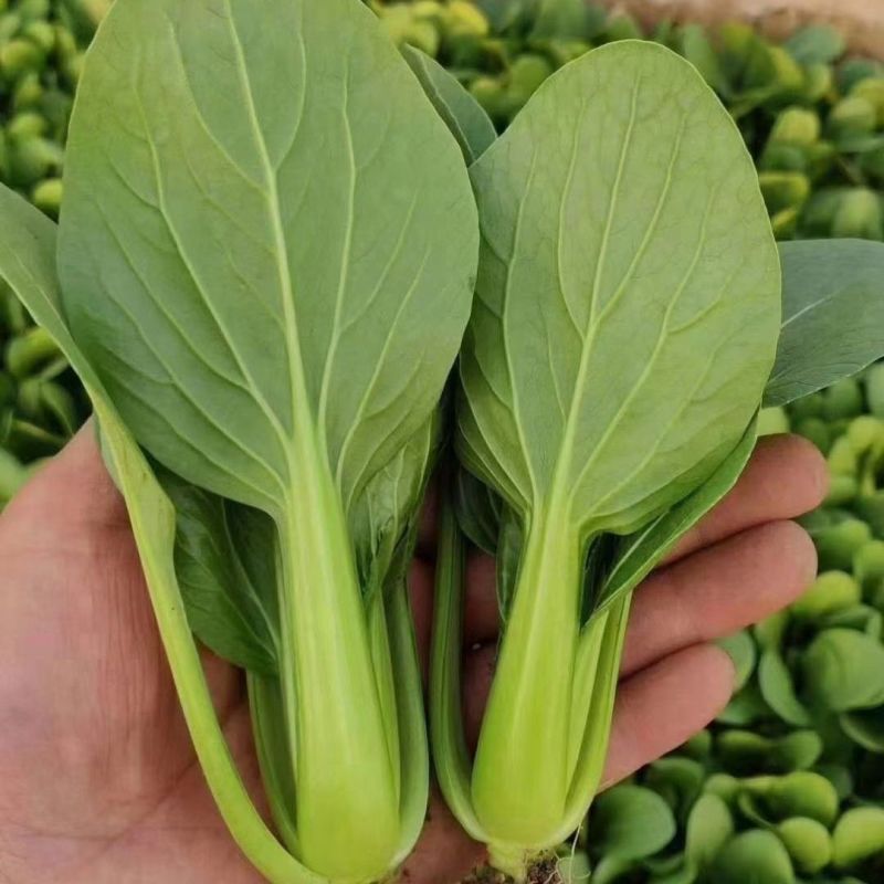 九七青骑士青梗菜种子种籽四季小白菜青菜油菜上海青蔬菜种孑