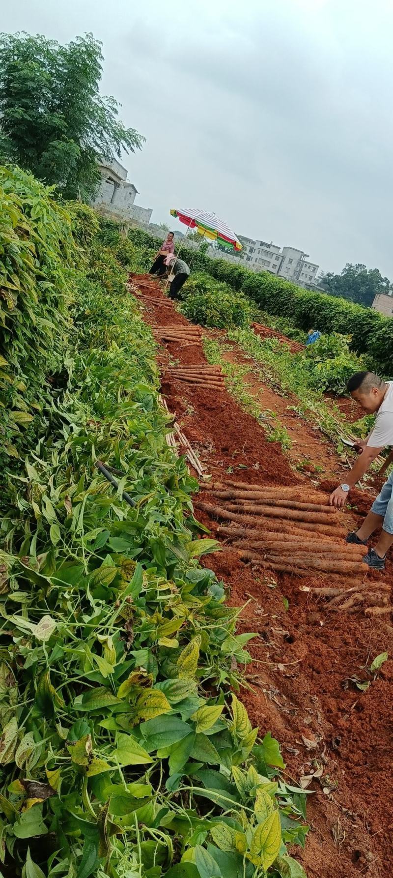 广西山药淮山药白鬼黑鬼产地直供一手货源欢迎光临选购