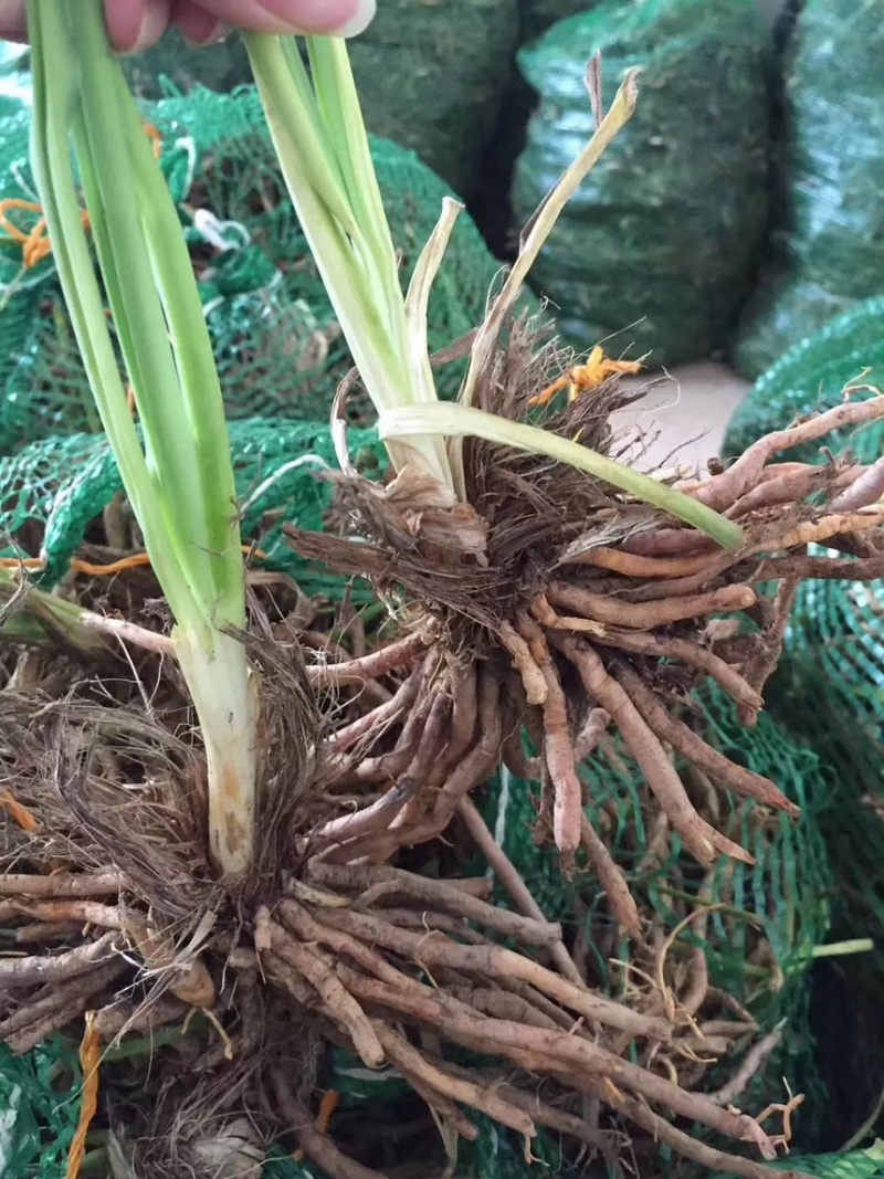 黄花菜苗子，